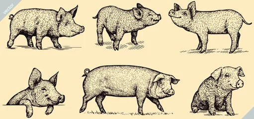 Fotobehang black and white engrave isolated pig set vector illustration © Turaev