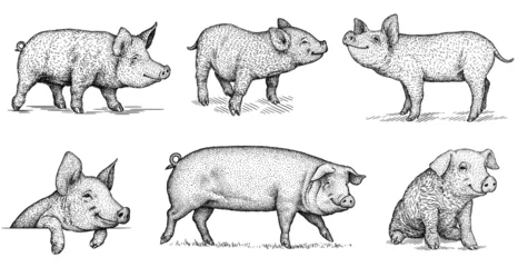 Fotobehang black and white engrave isolated pig set illustration © Turaev