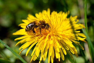 Honey bee takes nectar on spring yellow dandelion flower