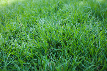 Close-up of green grass, natural background.