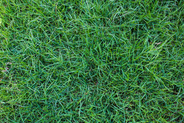 Close-up of green grass, natural background.