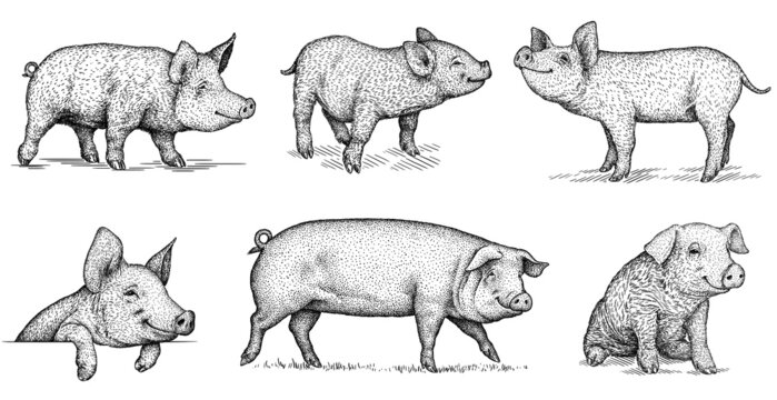 black and white engrave isolated pig set illustration