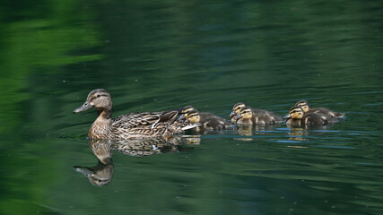 mallard with young swim on the river