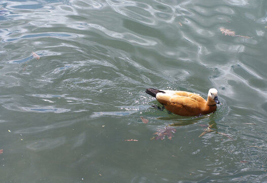 duck on water in city park pond at dry sunny summer day