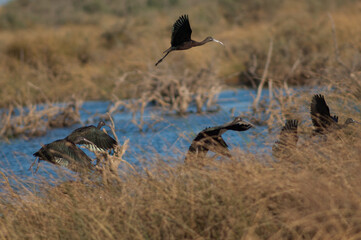Glossy ibises Plegadis falcinellus taking flight. Oiseaux du Djoudj National Park. Saint-Louis. Senegal.