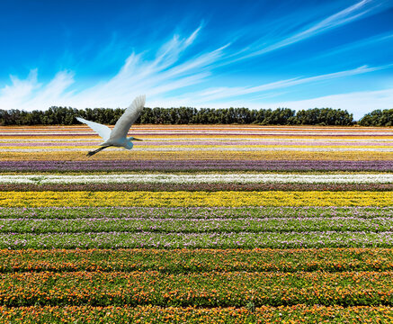 Great egret flies