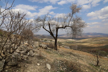 A flowering tree overlooking the plain
