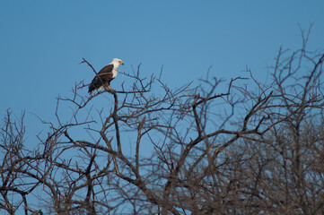 African fish eagle Haliaeetus vocifer. Oiseaux du Djoudj National Park. Saint-Louis. Senegal.