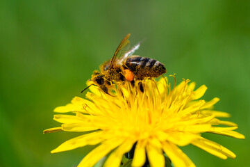 Honey bee takes nectar on spring yellow dandelion flower
