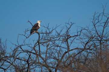 African fish eagle Haliaeetus vocifer. Oiseaux du Djoudj National Park. Saint-Louis. Senegal.
