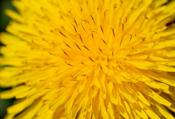 Yellow dandelion flower, petals close-up