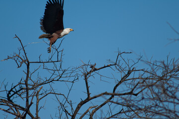 African fish eagle Haliaeetus vocifer taking flight. Oiseaux du Djoudj National Park. Saint-Louis. Senegal.