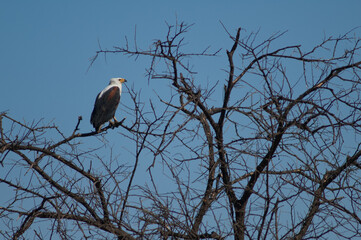 African fish eagle Haliaeetus vocifer. Oiseaux du Djoudj National Park. Saint-Louis. Senegal.