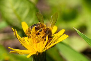 Honey bee takes nectar on spring yellow dandelion flower