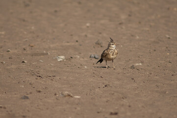 Crested lark Galerida cristata senegallensis. Oiseaux du Djoudj National Park. Saint-Louis. Senegal.