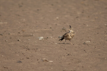 Crested lark Galerida cristata senegallensis. Oiseaux du Djoudj National Park. Saint-Louis. Senegal.