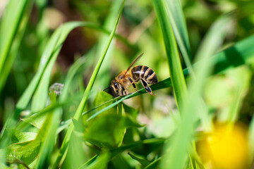 A honey bee sits on a green blade of grass. Close-up