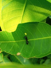 Green leaf on a green background with a black Carpenter ant 