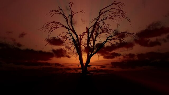 dead tree sunrise 4k