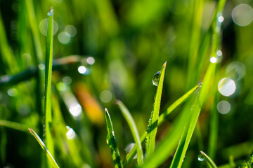 Close-up of green blades of grass with drops of dew or rain, on a green blurred background