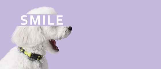 Cute fluffy dog and word SMILE on lilac background with space for text