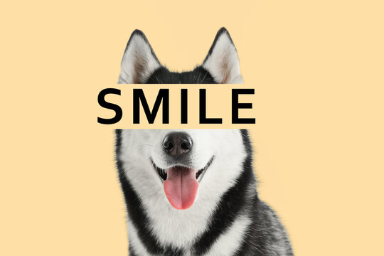 Adorable Husky Dog And Word SMILE On Beige Background