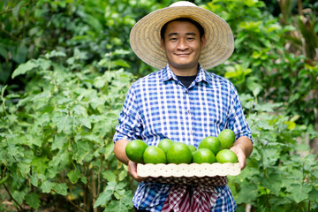 Portrait of Asian man gardener holds basket of green avocado fruits in garden. Concept : organic agriculture occupation lifestyle. Happy farmer. Sustainable living, grows crops for eating or selling.