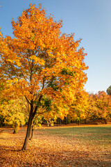 Nature during autumn, Poland. Leafy path and forest in autumn.