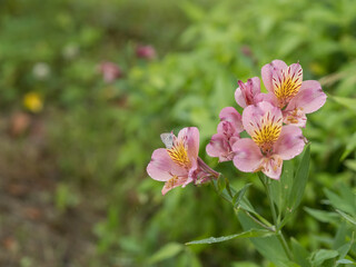 ユリの花と蝶々
