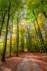 Brown forest in Poland at autumn. Nature during autumn, Poland,