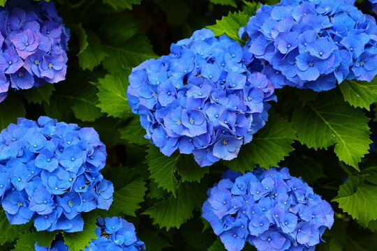 blue hydrangea flowers