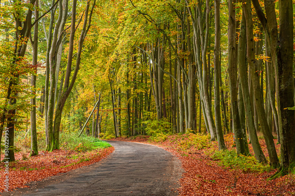 Wall mural Asphalt road and colorful forest in autumn, Poland