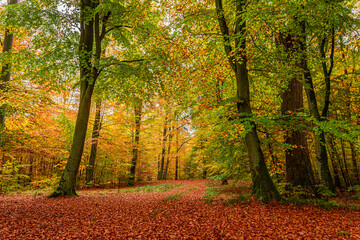 Wonderful autumn forest, Poland. Wildlife during autumn in Poland,