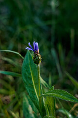 Very beautiful purple flower still open, some petals are visible