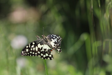 Butterfly between green branches