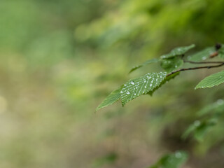 雨露と緑の葉