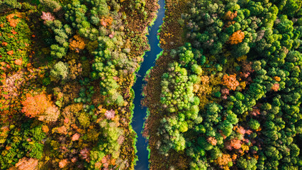 Autumn swamp, forest and river. Aerial view of wildlife, Poland