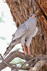 Pale Chanting Goshawk in the Kgalagadi