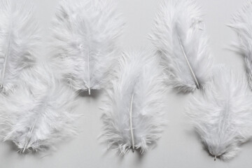 Obraz premium Beautiful feathers on light background