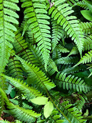 Overlapping green fern leaves, top view