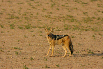 Black-backed Jackal in the Kgalagadi