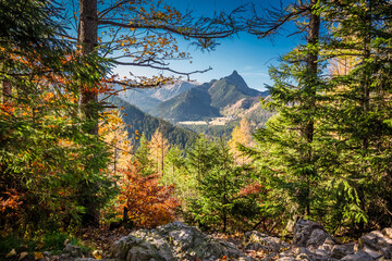Forest in Tatra mountains at sunrise. Wildlife in Poland, Europe.