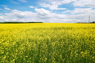 Fototapeta premium Yellow rapeseed field panoramic wide angle view with beautiul sky. Yellow field of flowering rape against blue sky with clouds. Natural landscape background. Summer landscape, blooming rapeseed field