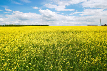 Yellow rapeseed field panoramic wide angle view with beautiul sky. Yellow field of flowering rape against blue sky with clouds. Natural landscape background. Summer landscape, blooming rapeseed field