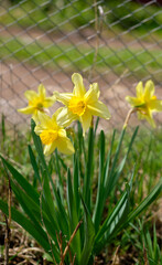 yellow daffodils, close-up in the country