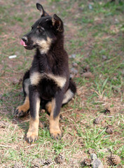a small black homeless puppy, sitting on the grass with his tongue hanging out. The problem of homeless animals. Outbred puppy.