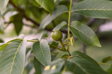 Small unripe walnut hang on a branch. Raw walnut in a green nutshell. 