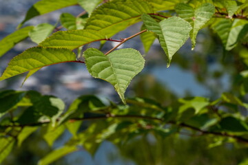 Fototapeta na wymiar Fresh verdure of sakura , green leaves on the branch