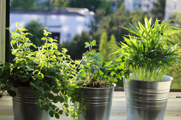 Three houseplants in the tin flower pots by the open window