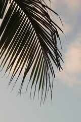 Obraz premium palm tree leaves